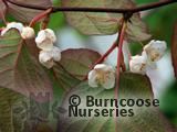 ACTINIDIA   